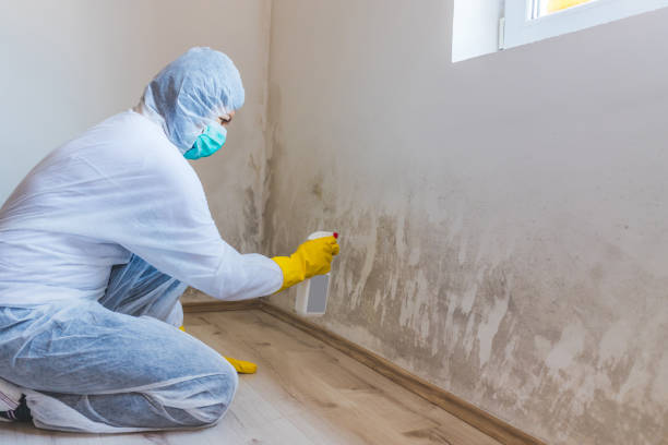 Licensed Mold Removal service in Moshannon, PA - WQB Mold Removal